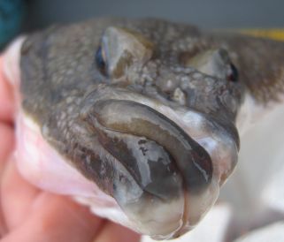 flounder.jpg
