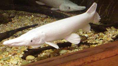 Albino Alligator Gar