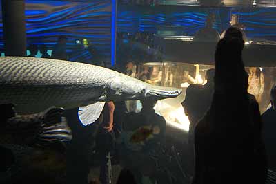 Alligator Gar in an aquarium