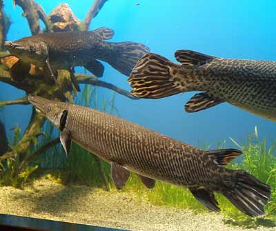 Alligator Gar Fish