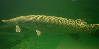 Fishing for Alligator Gar