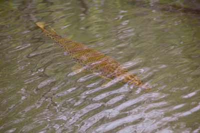 Alligator Gar Swimming