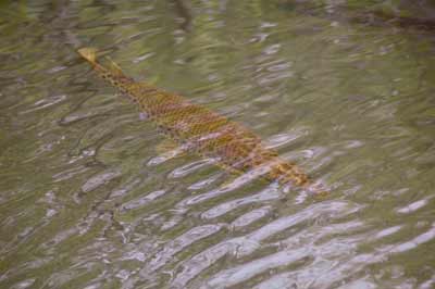 gar alligator fish mississippi river swimming fishing found information lower saltwater