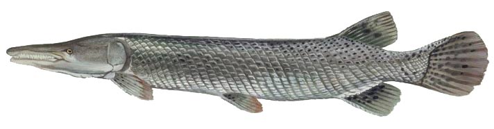 Alligator Gar