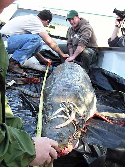 World Record Alligato Gar