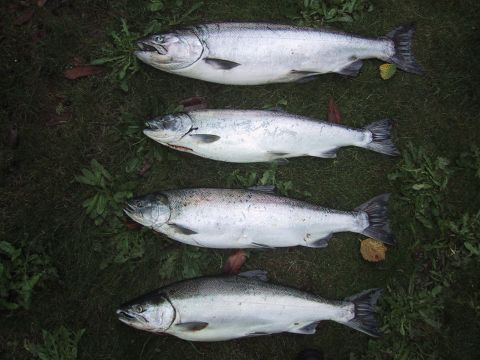 columbia river silver salmon fishing!