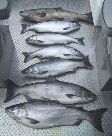 columbia river fishing guide, columbia river salmon fishing at its best!