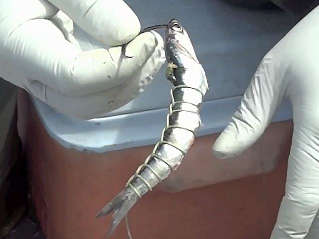 Using Anchovies for Columbia River Sturgeon fishing bait. Columbia River Sturgeon Fishing Bait