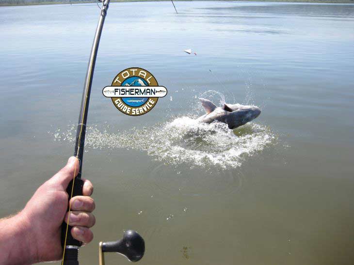 Columbia River Sturgeon jumping.