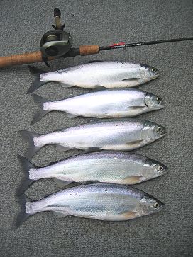 Lake Merwin kokanee limit