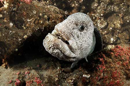 Single Wolf Fish Resting in Rocks