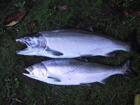 buoy 10 salmon fishing report