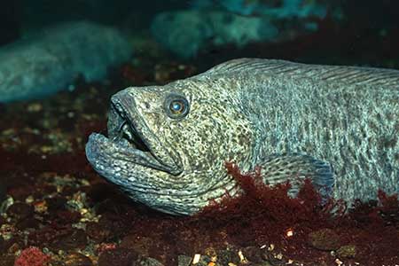 Northern Wolf Fish