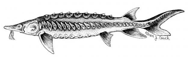 Sturgeon Information, Facts, Biology, & History