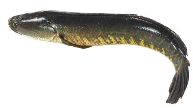 Snakeheads