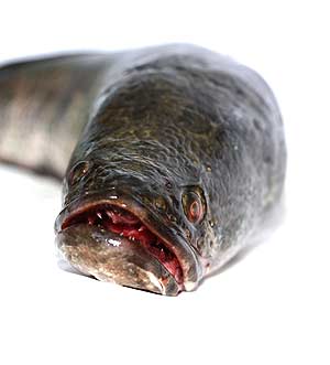 Snakehead Fish