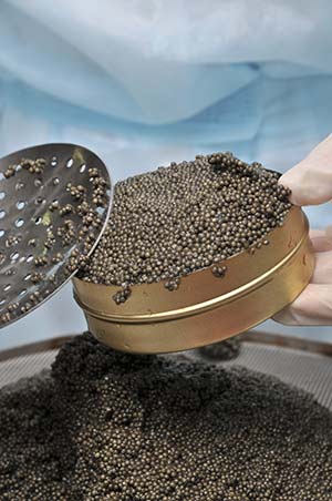 Sturgeon Caviar in a tin