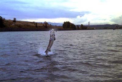 Sturgeon jumping out of the water