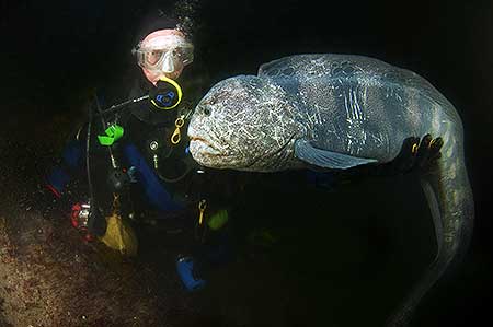 Northern Wolf Fish