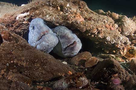 Two Wolf Eels in rocks