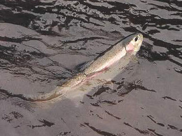 Klickitat river fishing guide
