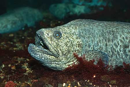 wolf fish facts wolf fish facts