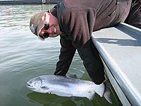 Wild Spring Chinook