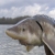 columbia river sturgeon fishing guide