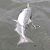 Spring chinook fishing with Kwikfish
