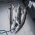 sturgeon fishing techniques