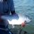columbia river chinook salmon