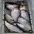columbia river shad fishing guide