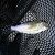 Columbia River Shad Fishing!