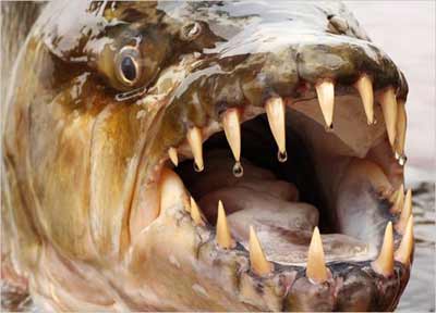 Goliath Tiger Fish Mouth