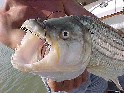 Big Tiger Fish