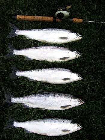 Lake Merwin Kokanee Fishing