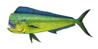 Mahi Mahi