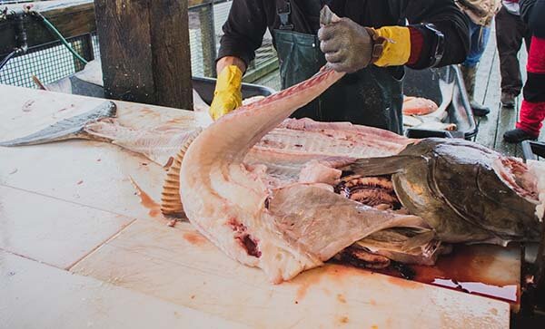 Halibut Fishing