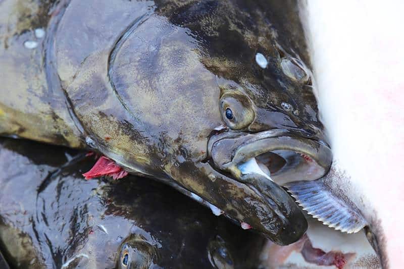 La Push Washington Halibut Charters