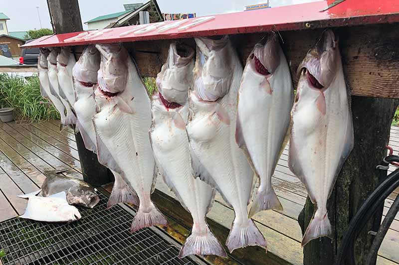 Washington Halibut Charters