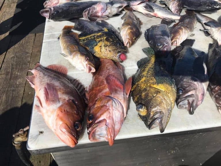 Halibut Fishing Charters Washington Total Fisherman