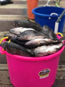 Astoria Oregon Bottom Fishing Charters