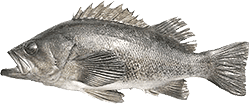 Black Sea Bass Fishing