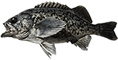 Blue Sea Bass