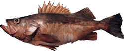 Bocaccio Rockfish