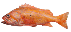 Canary Rockfish