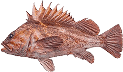 Copper Rockfish