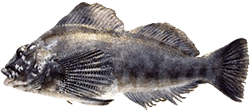 Kelp Greenling (Sea Trout)