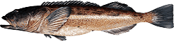 Lingcod