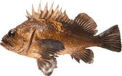 Quillback Rockfish